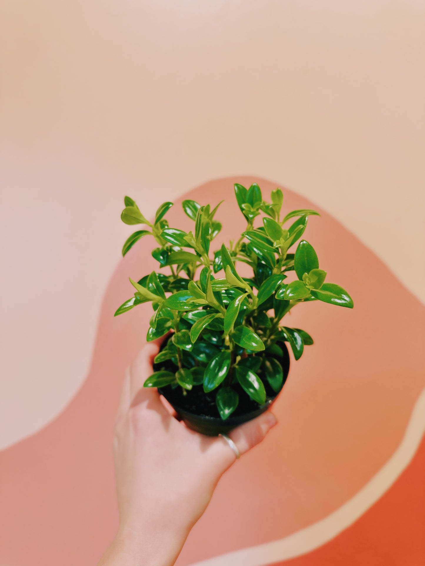 4" Nematanthus 'Tropicana' Goldfish Plant