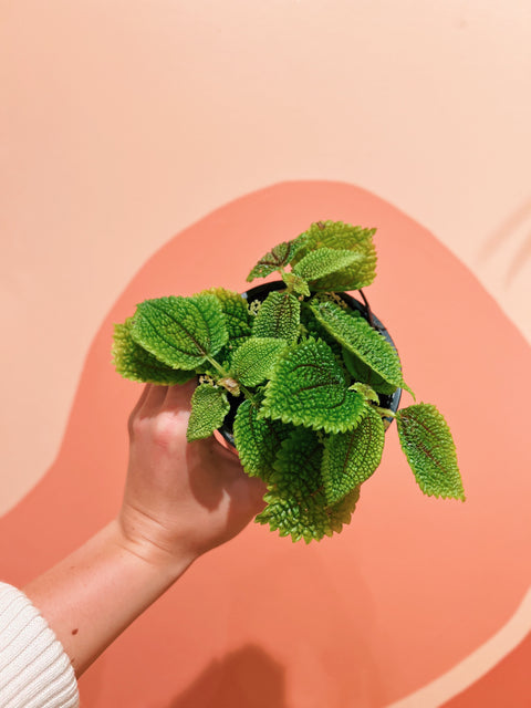 4" Pilea Moon Valley