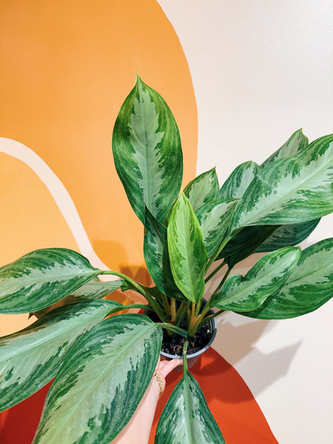 6" Aglaonema Silver Bay