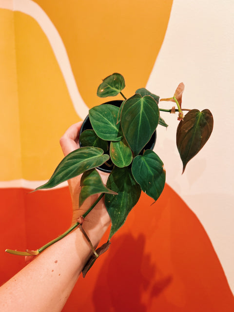 4" Philodendron Micans