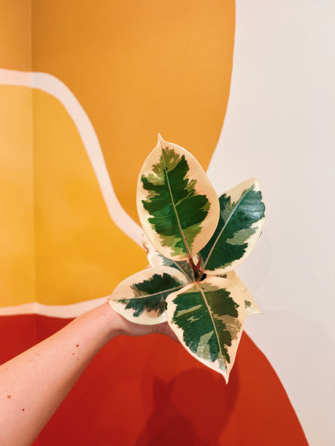 4" Ficus Elastica Tineke