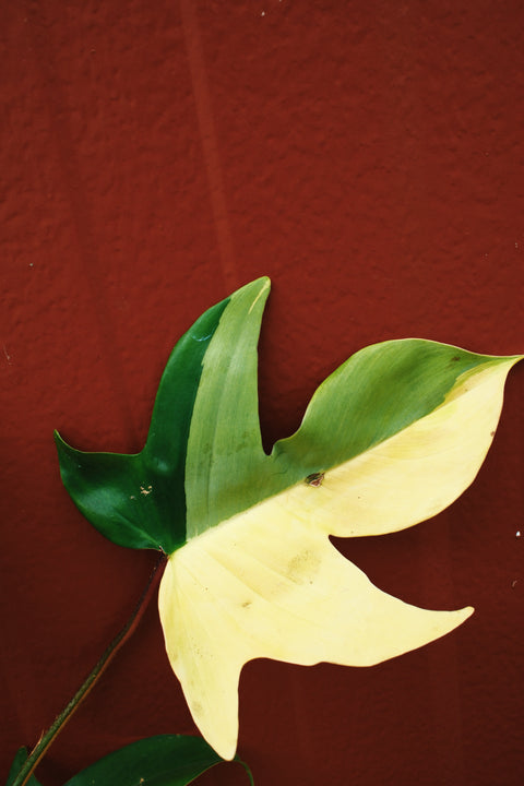 4" Philodendron Florida Beauty Variegata