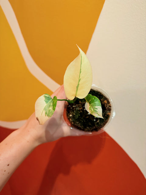 HIGH Variegation Monstera Albo