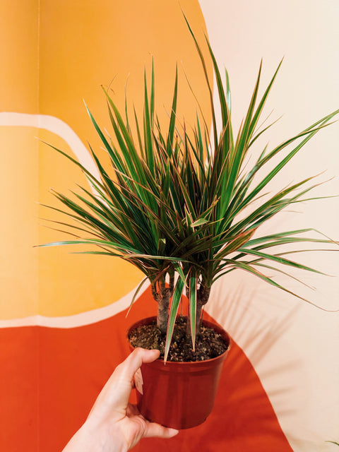 6" Dracaena Marg. 'Bicolor'