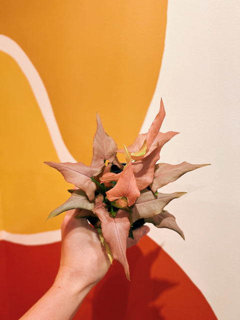 4" Syngonium 'Mickey'