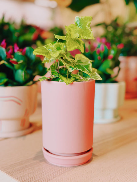 3.25" Tall Cylinder Pot