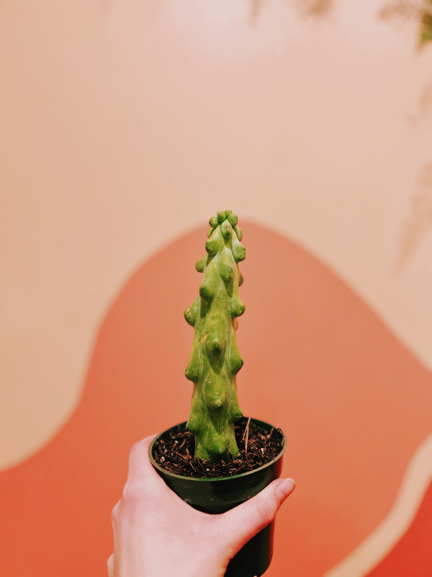 4" Boobie Cactus