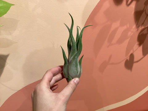 Tillandsia Pruinosa Air Plant