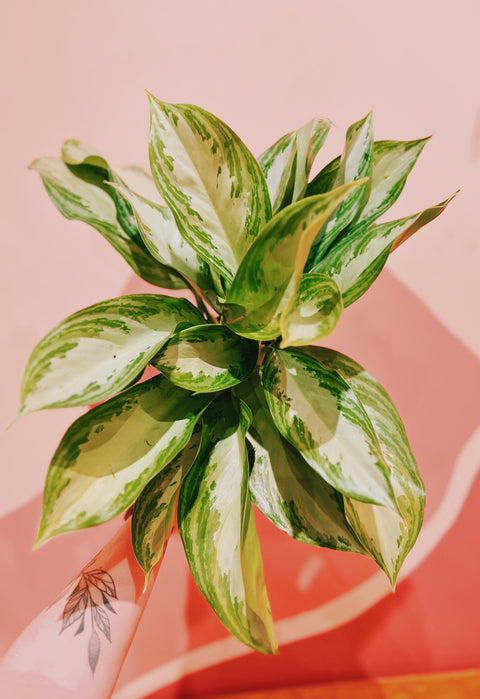 6" Aglaonema Silver Bay