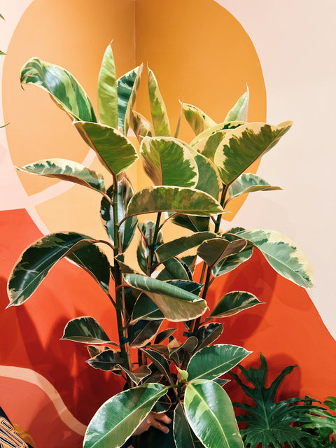 8" Ficus Elastica  'Tineke'