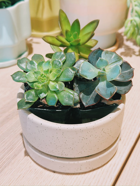 4.5" Gemstone Low Bowls