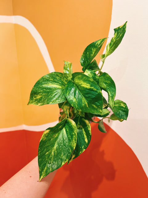 4" Epipremnum Aureum