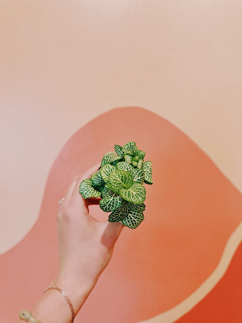 2" Assorted Fittonia