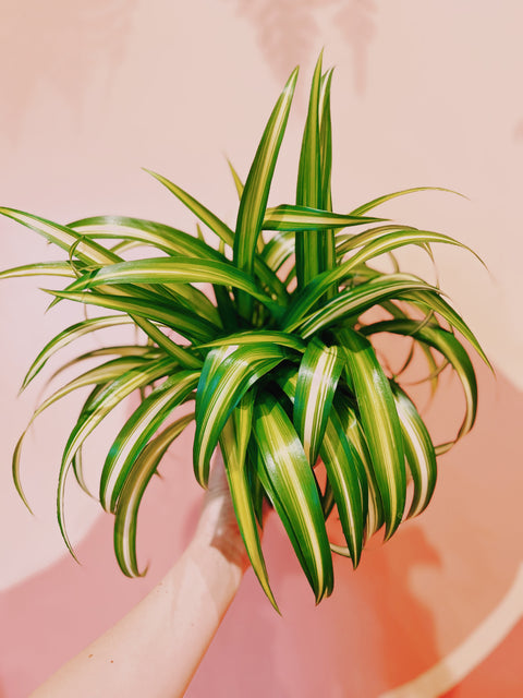 6" Hawaiian Spider Plant