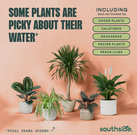 Houseplant Tap Water Conditioner