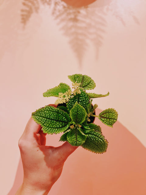 2" Pilea Moon Valley