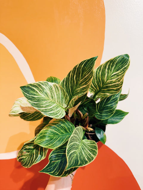 6" Philodendron Birkin