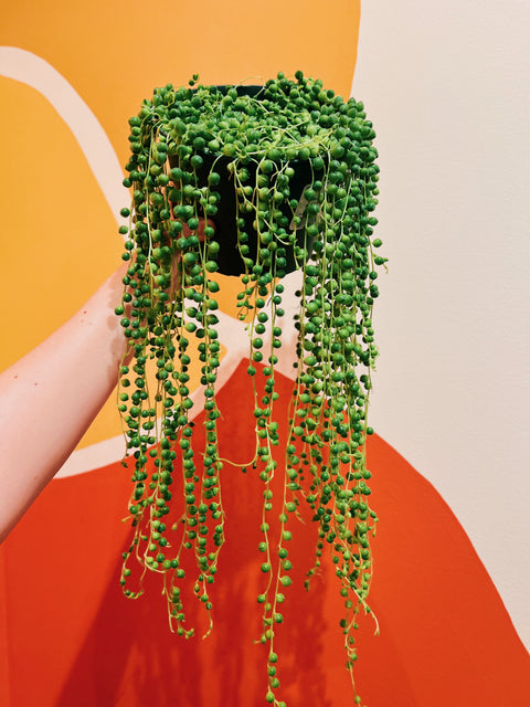 6" String of Pearls