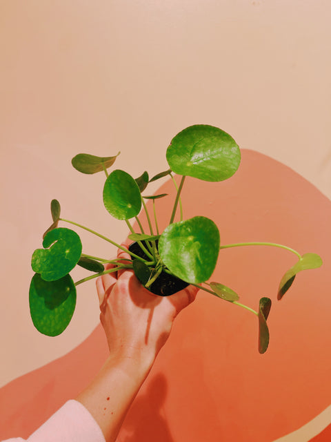 4" Pilea Peperomioides