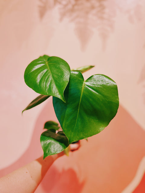 4" Monstera Deliciosa