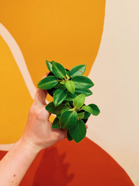 2" Peperomia Orba 'Pixie Lime'