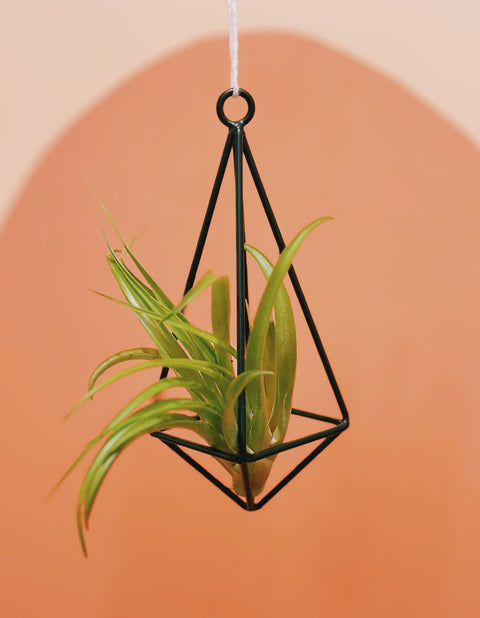 Black Metal Air Plant Holder