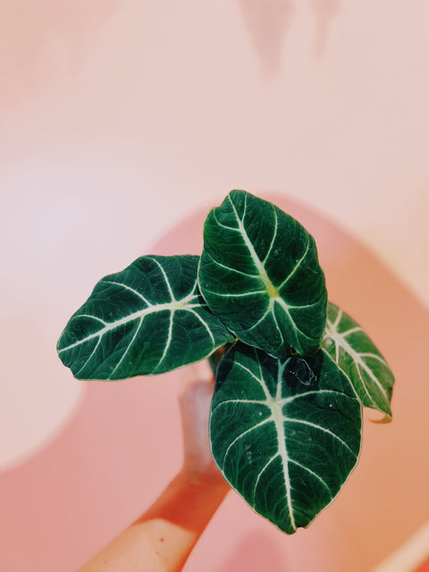 4" Alocasia Black Velvet