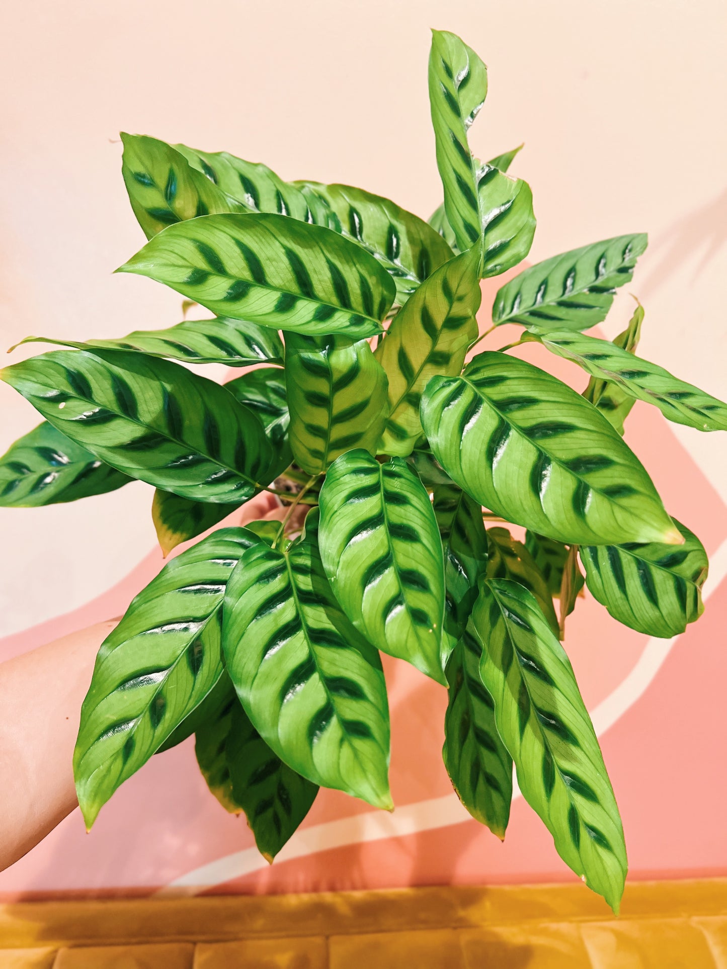 6" Calathea Leopardina