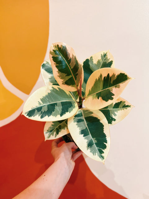 6" Ficus Elastica 'Tineke'