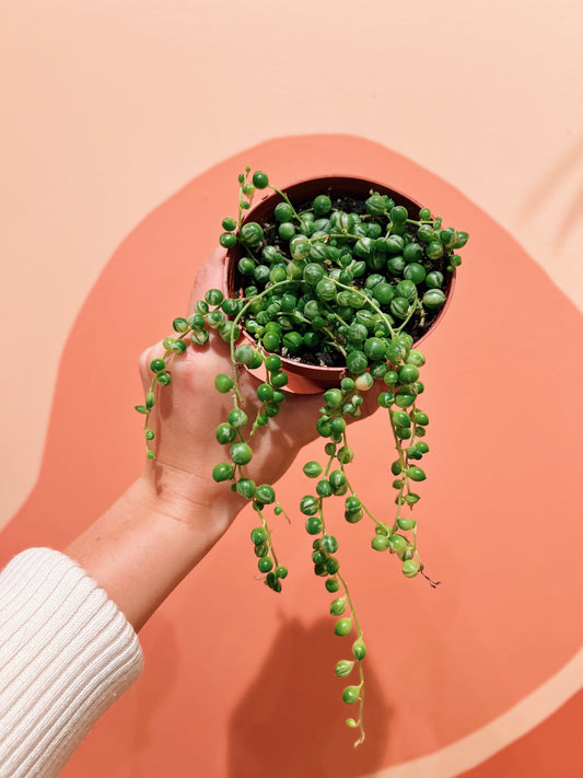 4" Var. String of Pearls