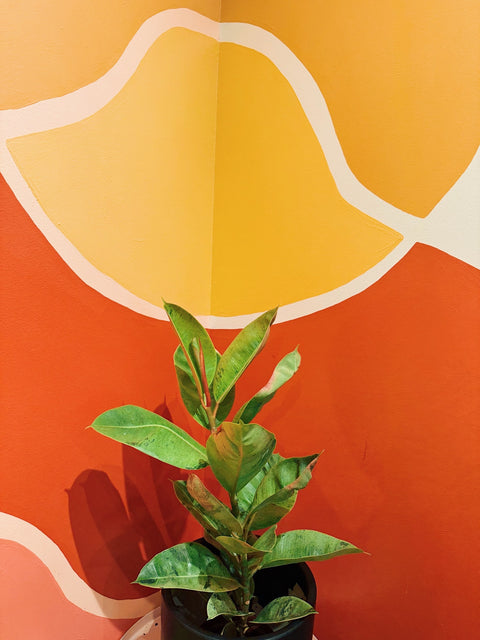 6" Ficus Elastica Shivereana