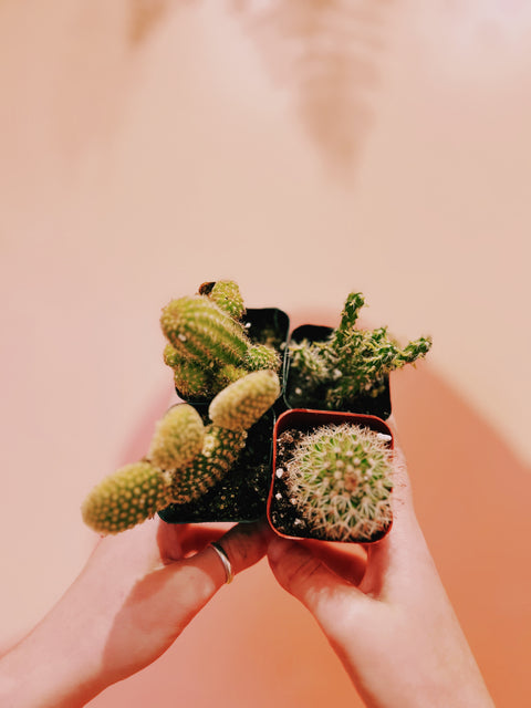 2" Assorted Cactus