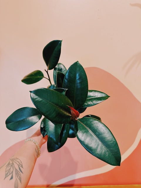 6" Ficus Elastica 'Burgundy'