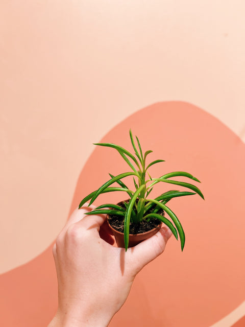 2" Peperomia Ferreyrae