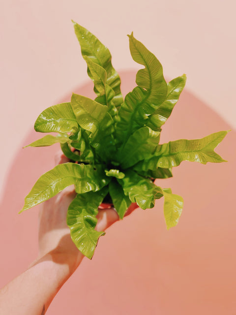 4" Crispy Wave Fern