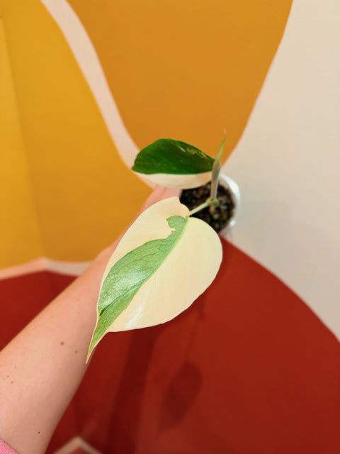 HIGH Variegation Monstera Albo