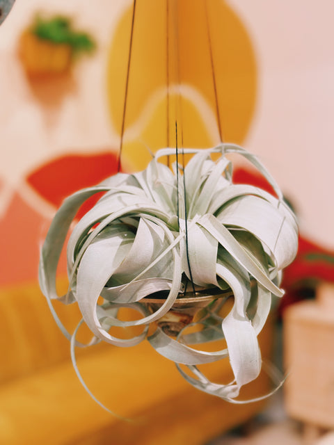 Minimal Xerographica Plant Hanger