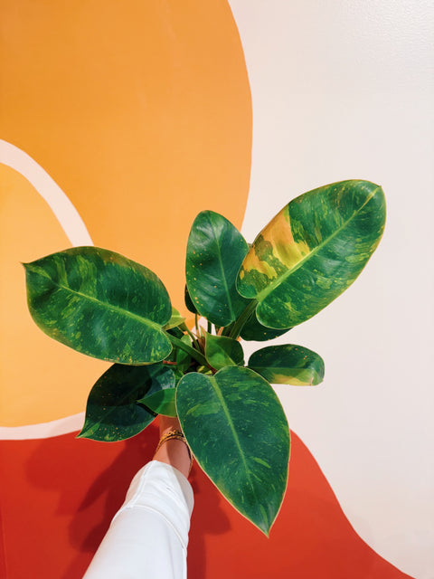 philodendron marble variegated 4" Variegated Philodendron 'Congo Green Marble' – Viridian Plant Co