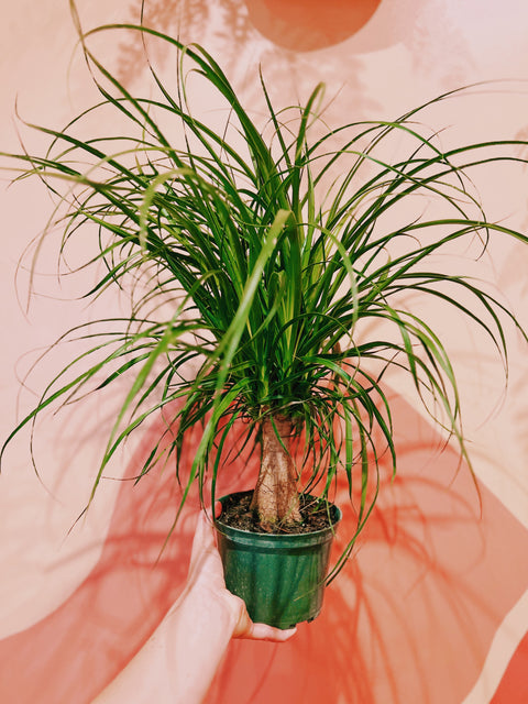 6" Ponytail Palm