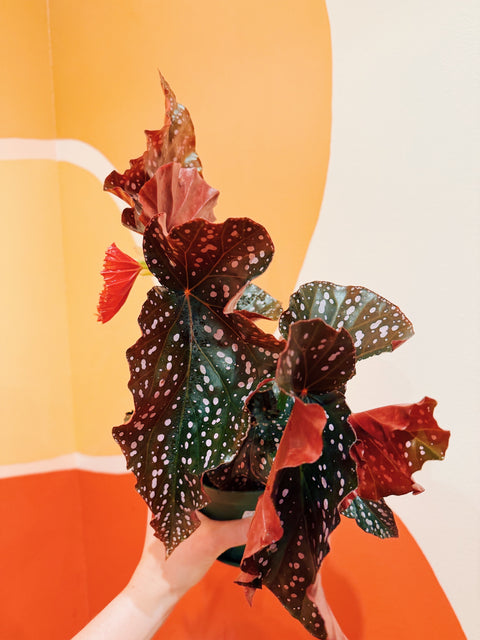 6" Begonia 'Cracklin Rosie'