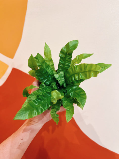 birds nest crispy wave fern 4" Crispy Wave Fern – Viridian Plant Co