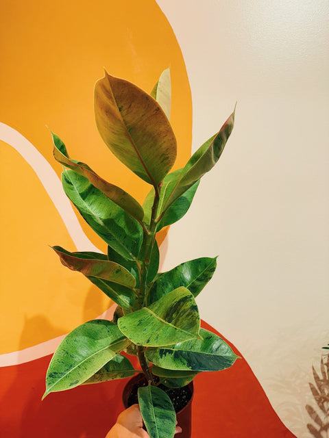 6" Ficus Elastica Shivereana