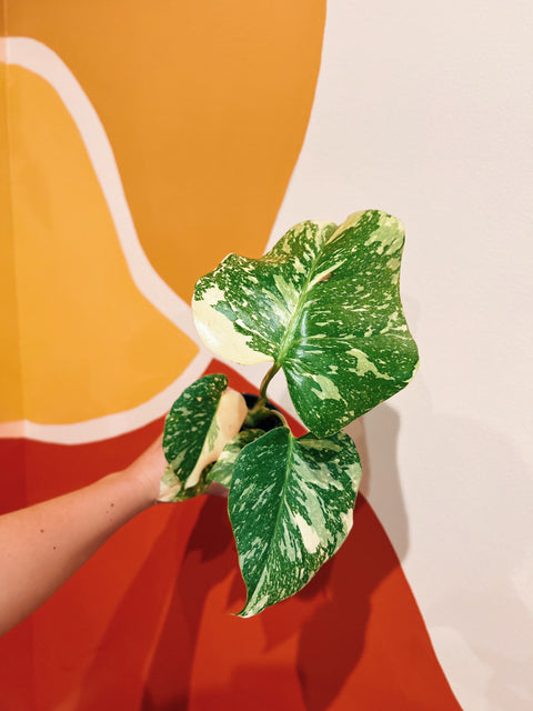 4" Monstera Thai Constellation