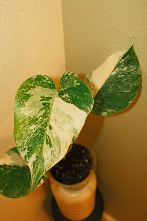 4"  High Var. Monstera Albo A30