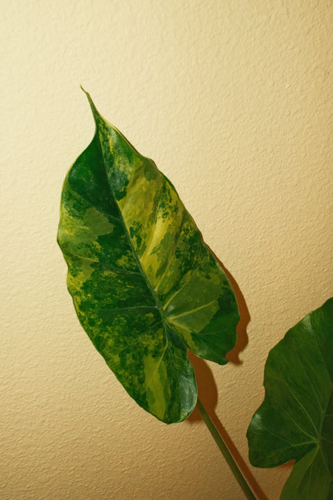 4" Alocasia Gageana Aurea