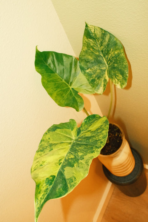 4" Alocasia Gageana Aurea