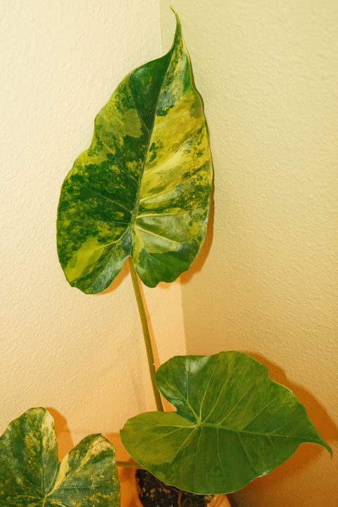 4" Alocasia Gageana Aurea