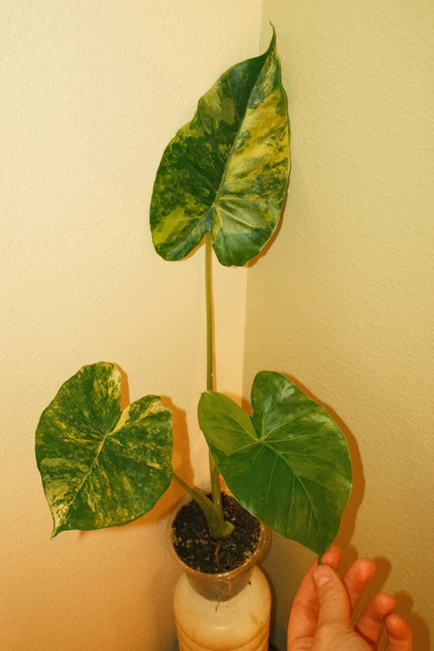 4" Alocasia Gageana Aurea