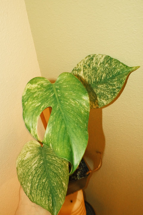 4" High Var. Monstera Deliciosa 'Mint'