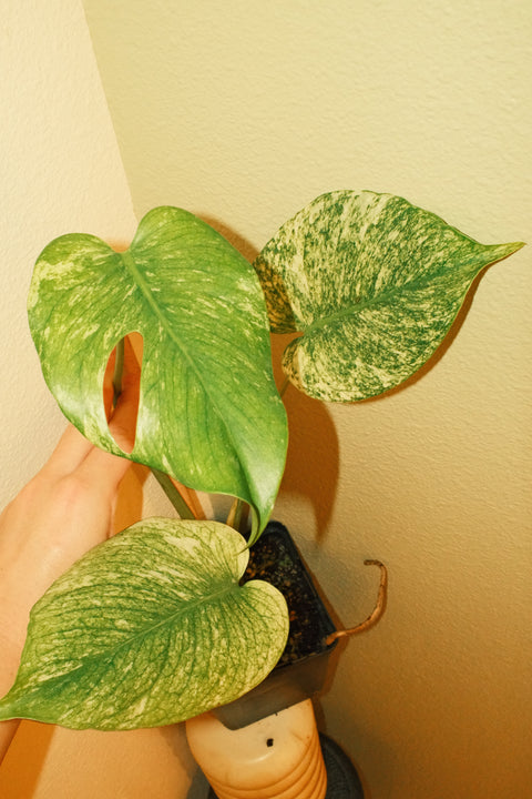 4" High Var. Monstera Deliciosa 'Mint'